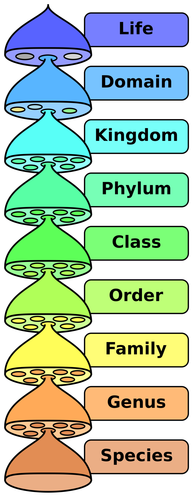 classification in Arabic