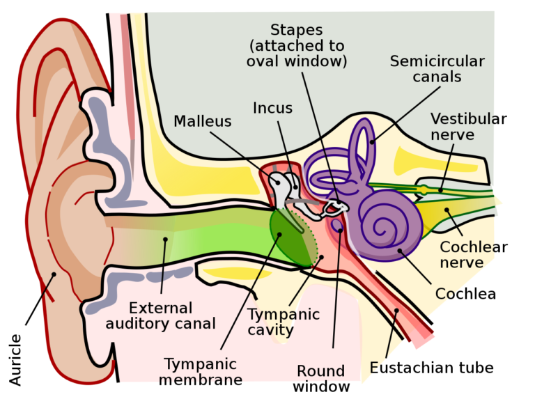 ear in Arabic