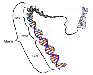 gene in Arabic