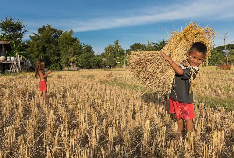 harvest in Arabic