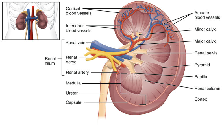 kidney in Arabic