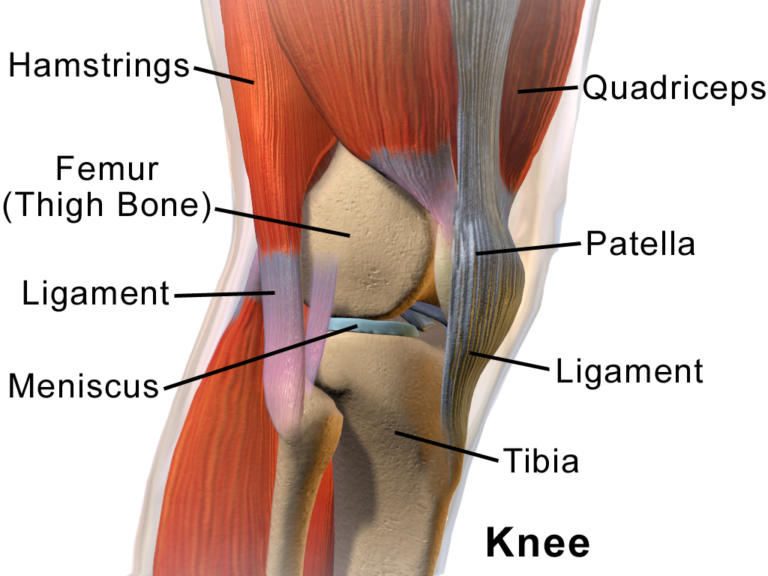 knee in Arabic