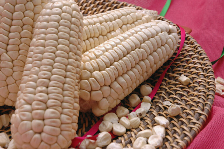 maize in Arabic