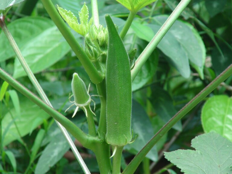 okra in Arabic