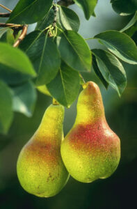 pear in Arabic