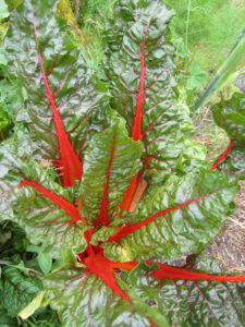 silverbeet in Arabic