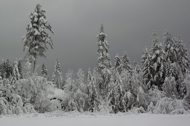 winter in Arabic