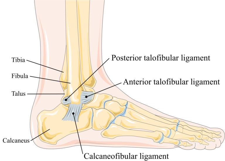 ankle in Arabic