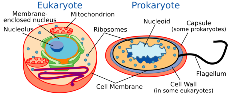 cell in Arabic