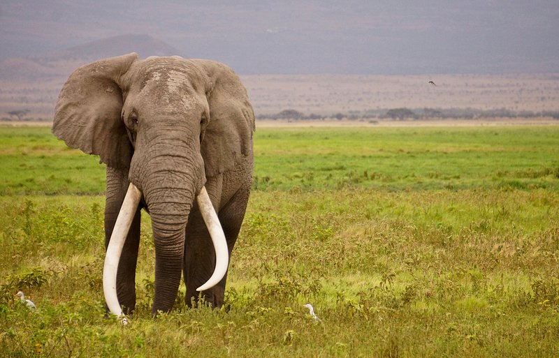 Elephant In Arabic With Pronunciation | سراج العربية