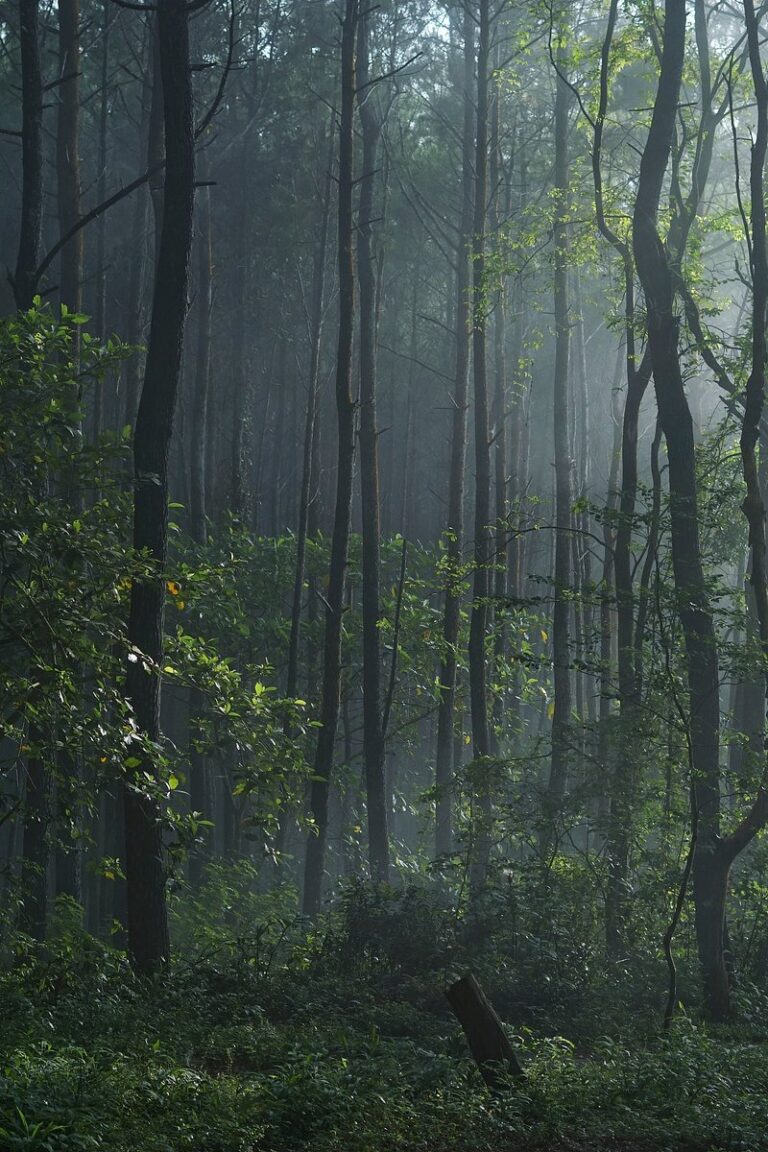 forest in Arabic