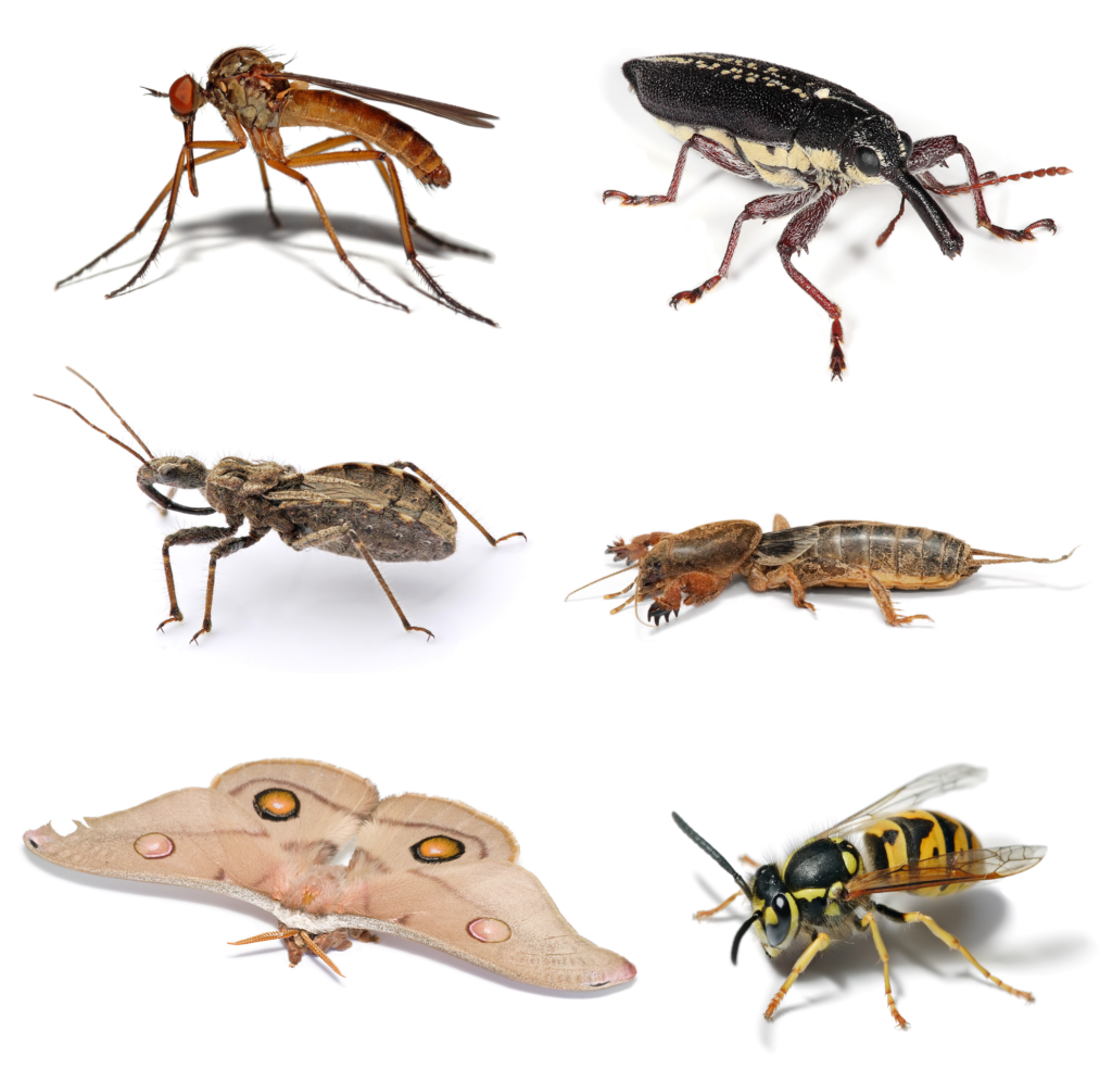 Insect In Arabic With Pronunciation | Arabic Lantern