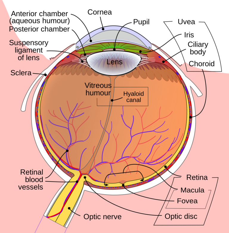 pupil in Arabic